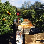 CUEILLETTE ORANGES 2016 10